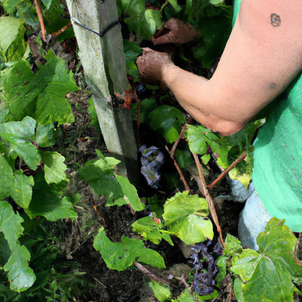 Person tending to grapevines organically