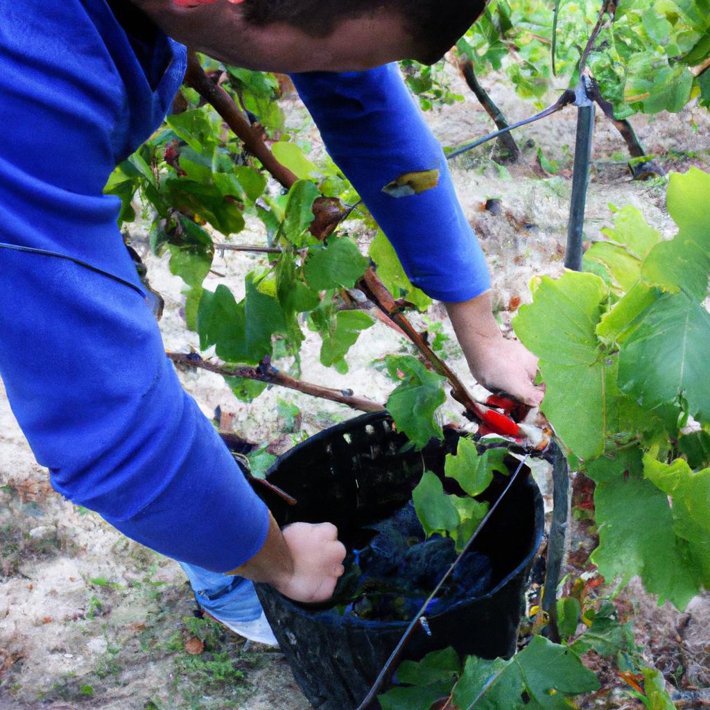 Person tending to grapevines sustainably